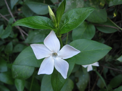 fiore sconosciuto (a me) - Vinca sp.